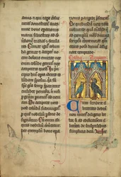 Eine Taube und ein Falke